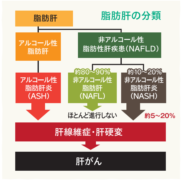 脂肪肝の分類.png