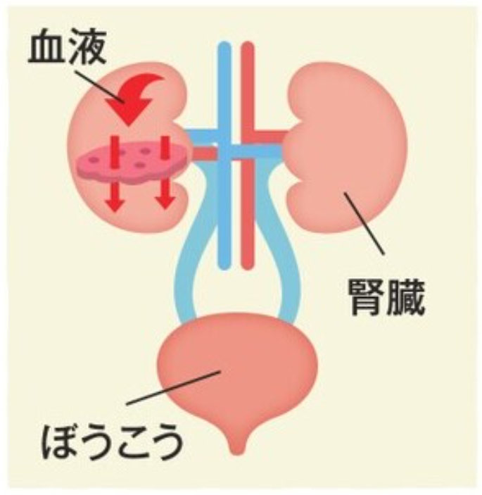 腎臓の作り.png