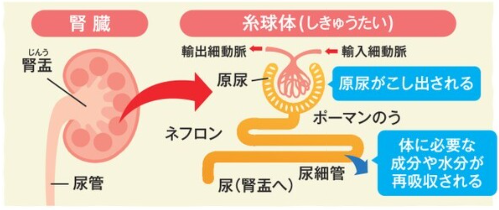 腎臓の働き.png