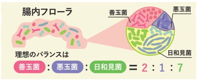 腸内フローラ.png