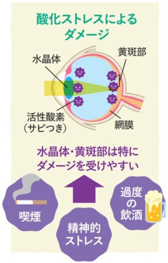 酸化ストレスによるダメージ.png