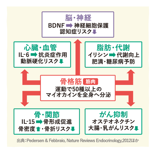 kenkou2026_07_1.png