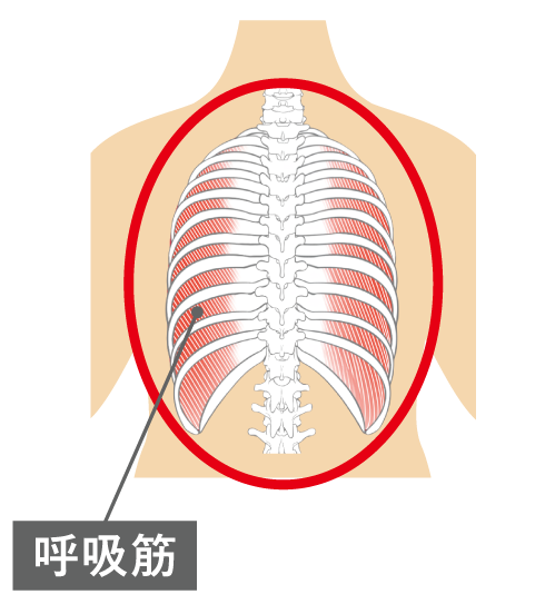 呼吸筋.png